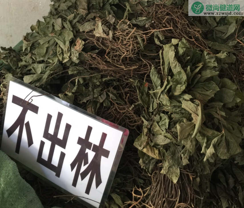 紫金牛的功效与作用（紫金牛的药用价值） 植物百科 第6张