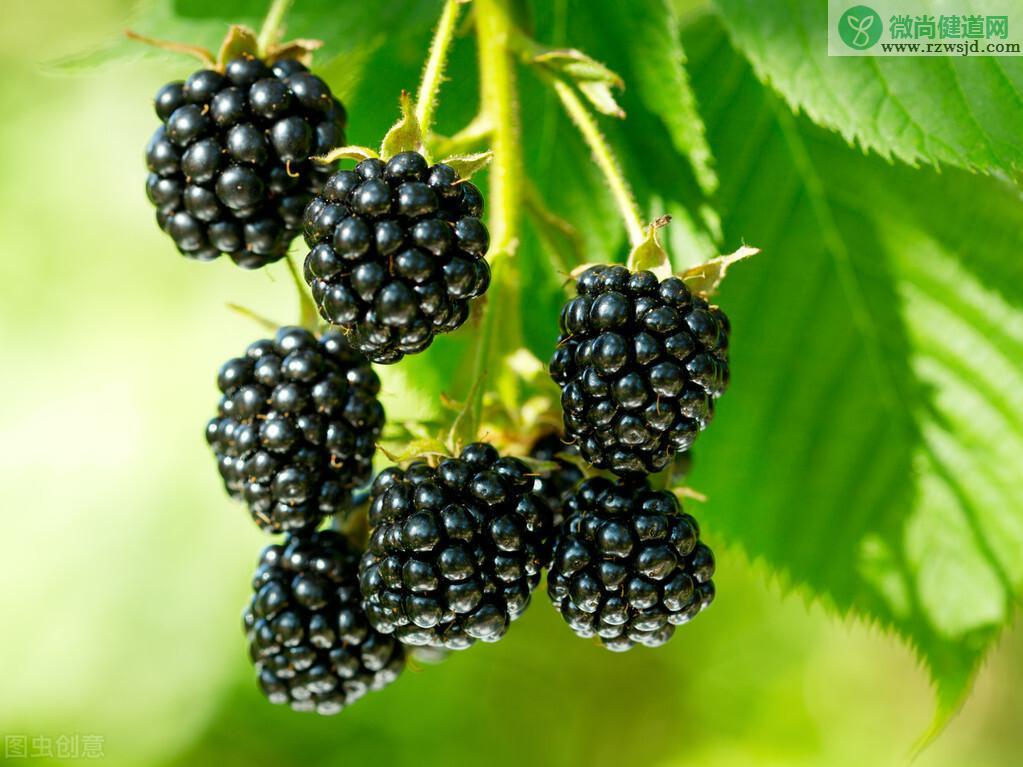 覆盆子和树莓的区别（覆盆子是树莓吗） 植物百科 第6张