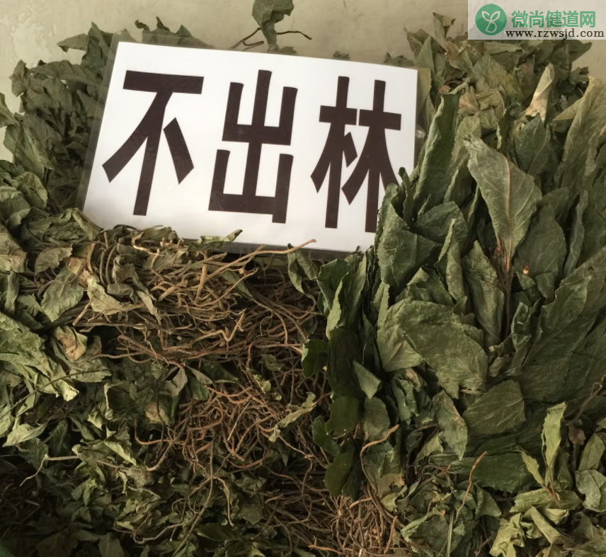 紫金牛的功效与作用（紫金牛的药用价值） 植物百科 第5张