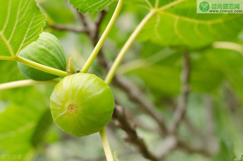 无花果开花吗?为什么叫无花果