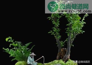 小叶紫檀盆景怎么养（小叶紫檀的养护方法） 绿植养护 第5张