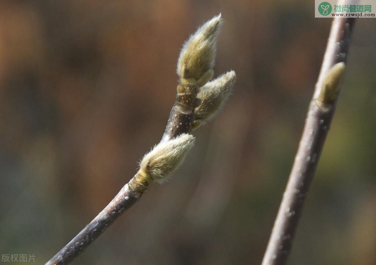 玉兰花和辛夷花的区别（怎么区分玉兰花和辛夷花） 植物百科 第2张