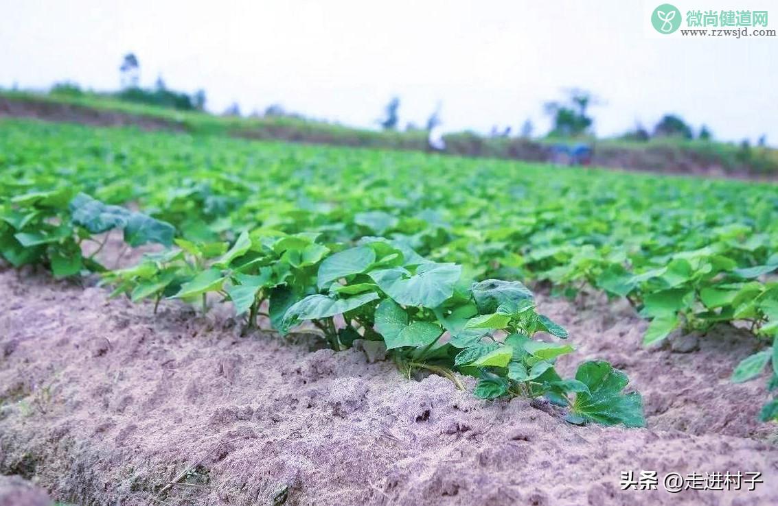 地瓜种植时间方法及管理（红薯怎么种植） 绿植养护 第7张