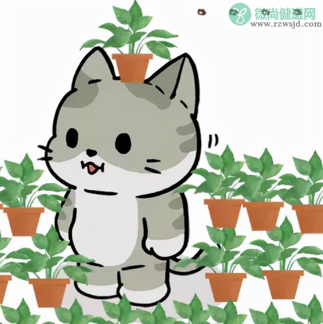 绿萝能吸收甲醛吗（绿萝除甲醛真的有效果吗） 绿植养护 第11张