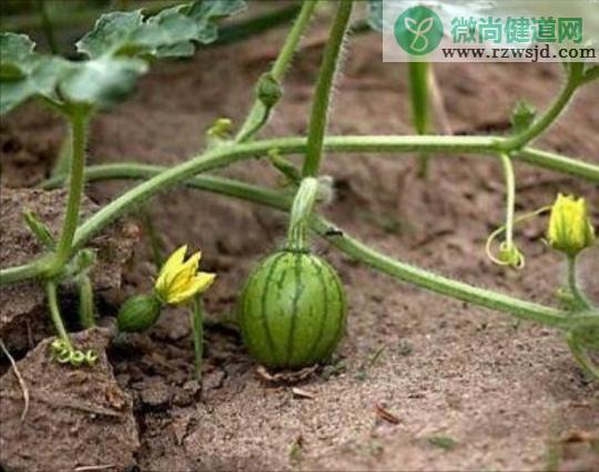 西瓜种植技术与管理方法（附详细栽培技术要点） 绿植养护 第5张
