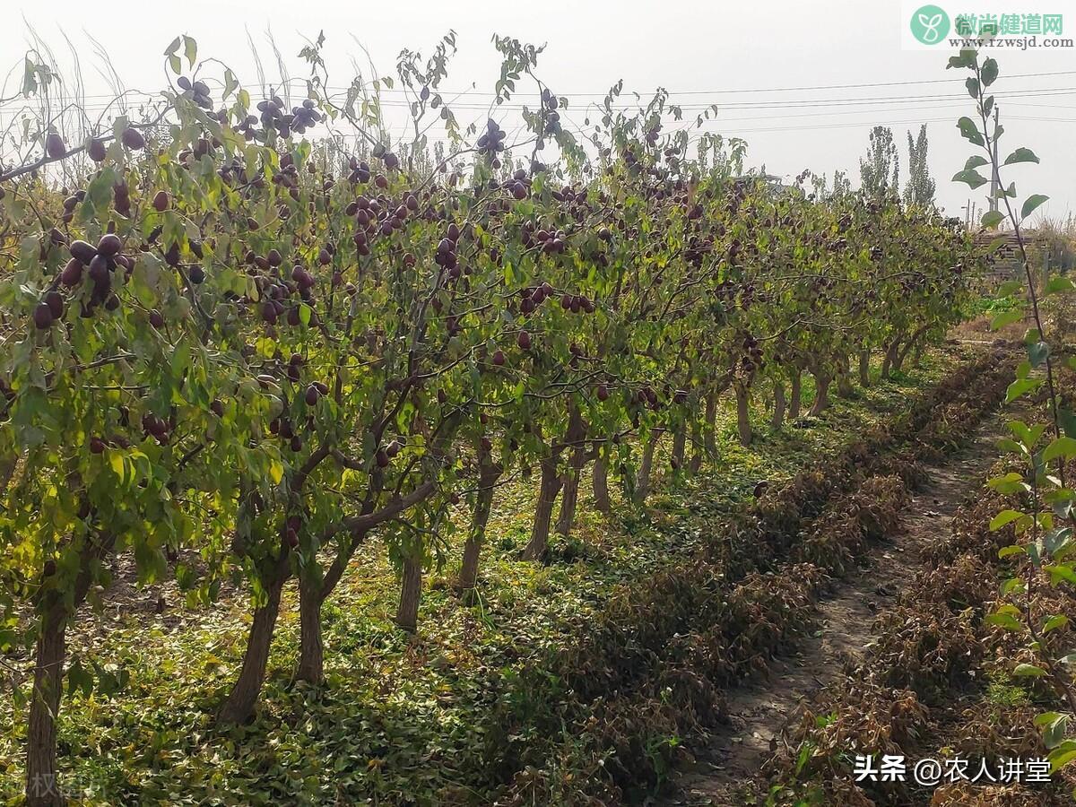 枣树的种植与管理技术（枣树栽种时间和方法） 绿植养护 第4张