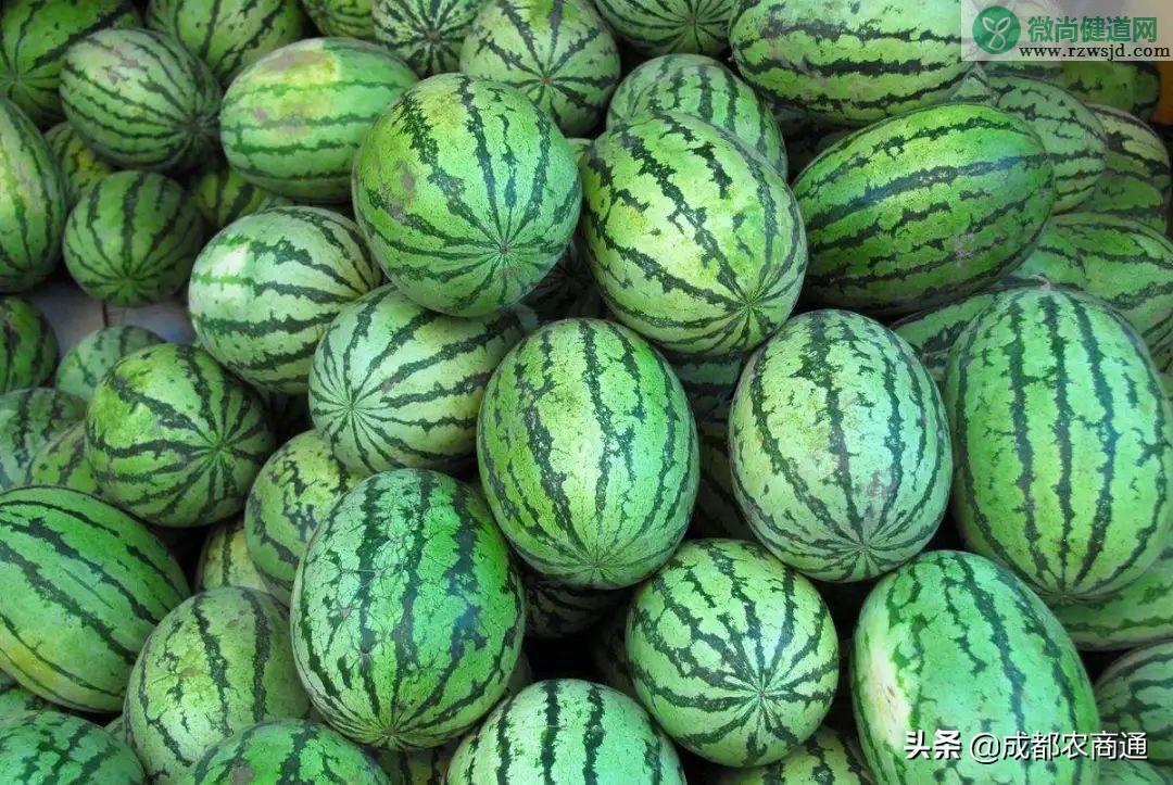西瓜的种植方法和管理技术 绿植养护 第1张