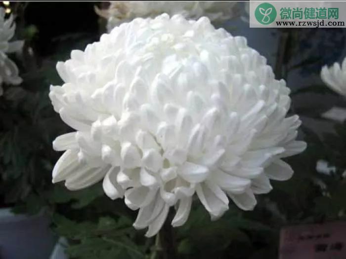 菊花送人代表什么意思（各种颜色菊花送人的寓意）