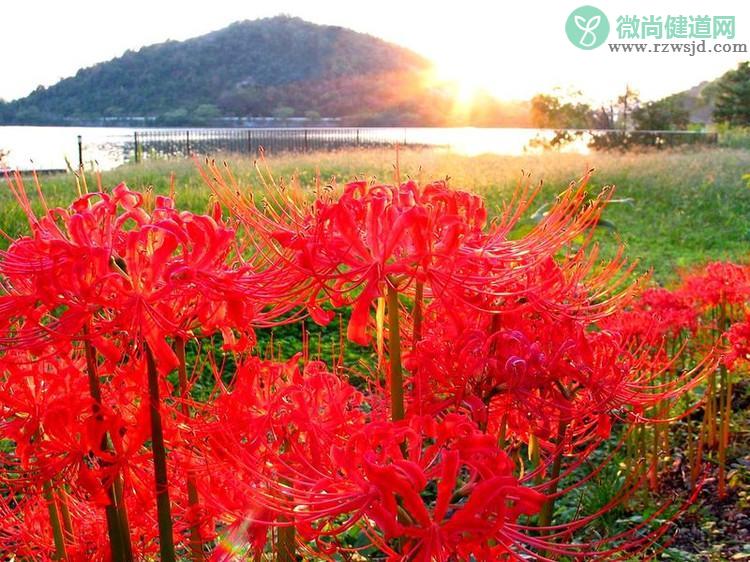 彼岸花什么时候开花（彼岸花花