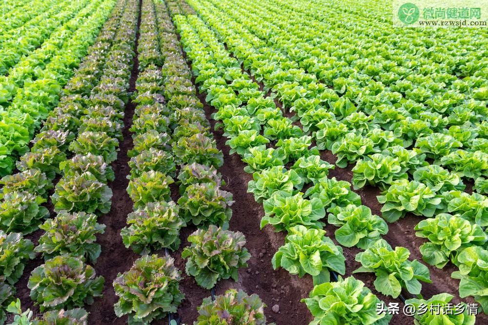 一年四季种植蔬菜时间表（春天的蔬菜有哪些） 绿植养护 第5张