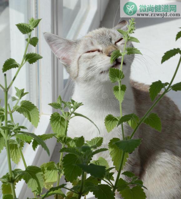 猫薄荷对猫有什么作用（猫为什么喜欢猫薄荷） 植物百科 第2张