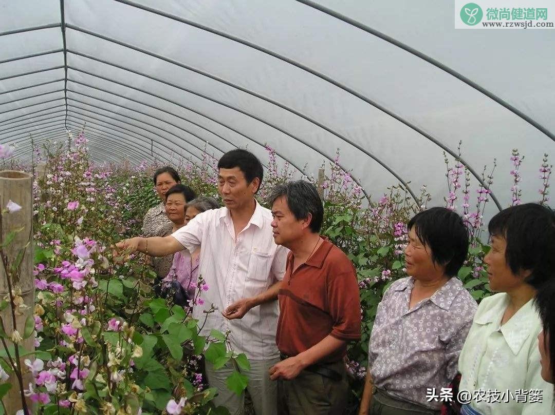 扁豆的种植时间和种植方法（扁豆栽培技术与管理大全） 绿植养护 第8张