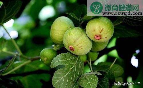 无花果种植技术与管理（无花果的种植技巧）