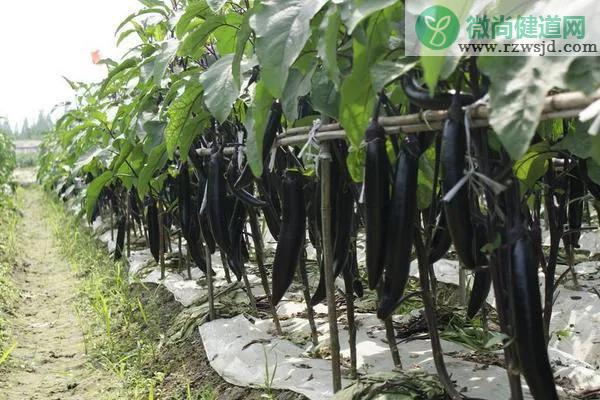 茄子苗怎么种植和管理，茄子苗栽种时间和方法 绿植养护 第4张