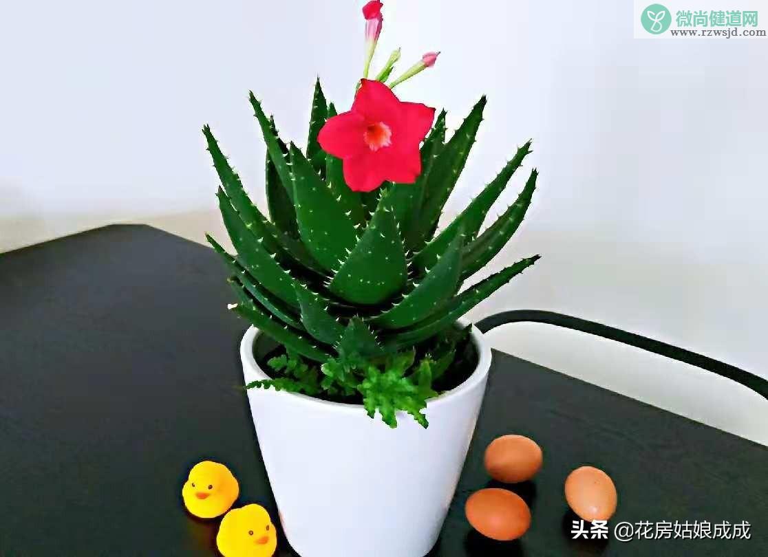 芦荟开花了是怎么回事（芦荟开花预示着什么好兆头） 绿植养护 第6张