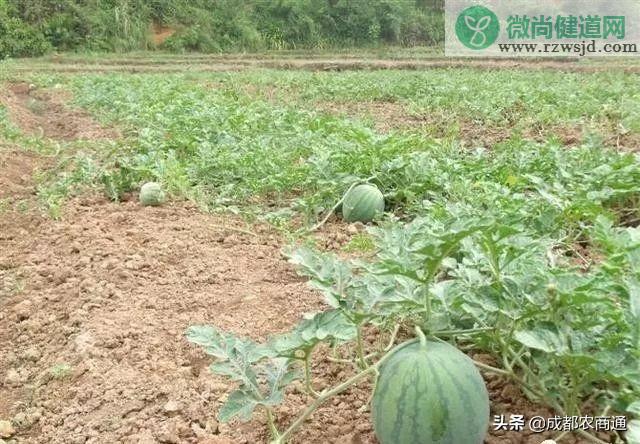 西瓜的种植方法和管理技术 绿植养护 第12张