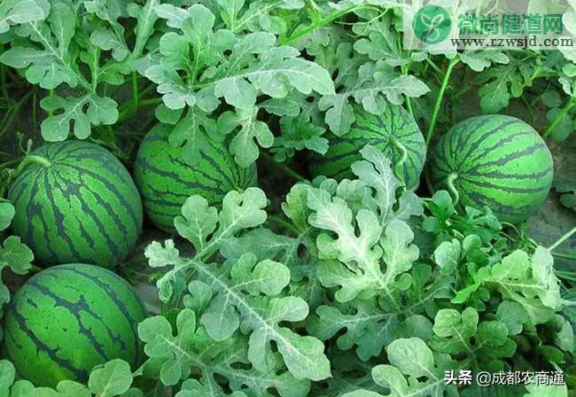 西瓜的种植方法和管理技术 绿植养护 第4张