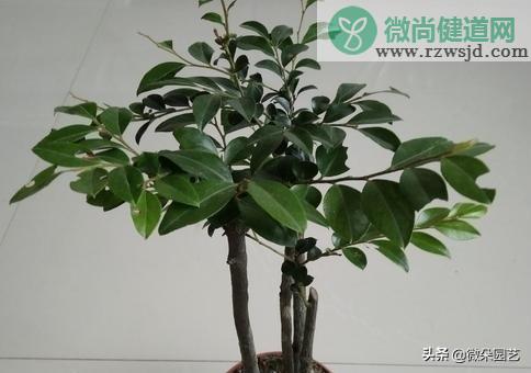 小叶紫檀盆景怎么养（小叶紫檀的养护方法） 绿植养护 第4张