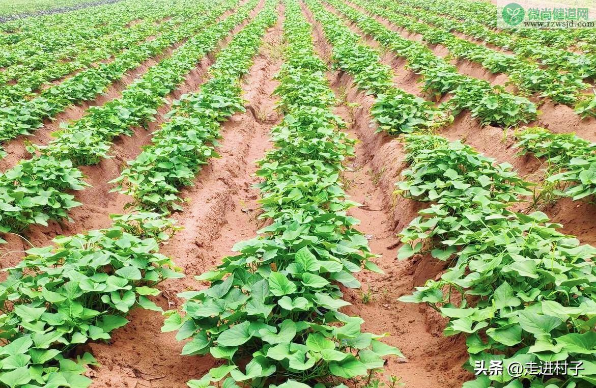 地瓜种植时间方法及管理（红薯怎么种植） 绿植养护 第4张