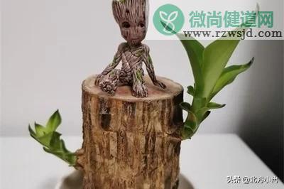 巴西木怎么养才能发芽（巴西木养护方法） 绿植养护 第3张