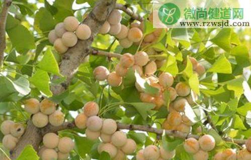 银杏树的种植方法和养护 绿植养护 第2张