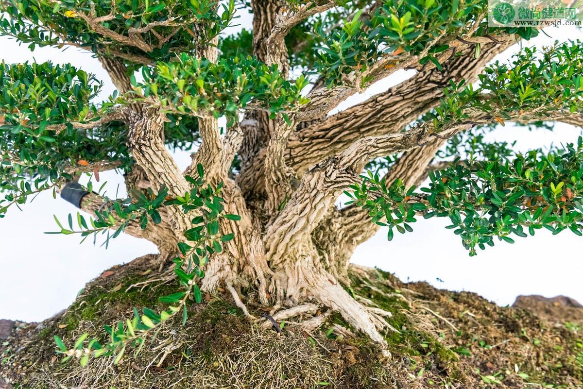 盘点庭院十大吉祥之树（家里种这10种树风水最好） 植物百科 第14张