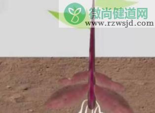 怎样栽红薯苗才能高产（红薯高产栽培技术方法） 绿植养护 第2张