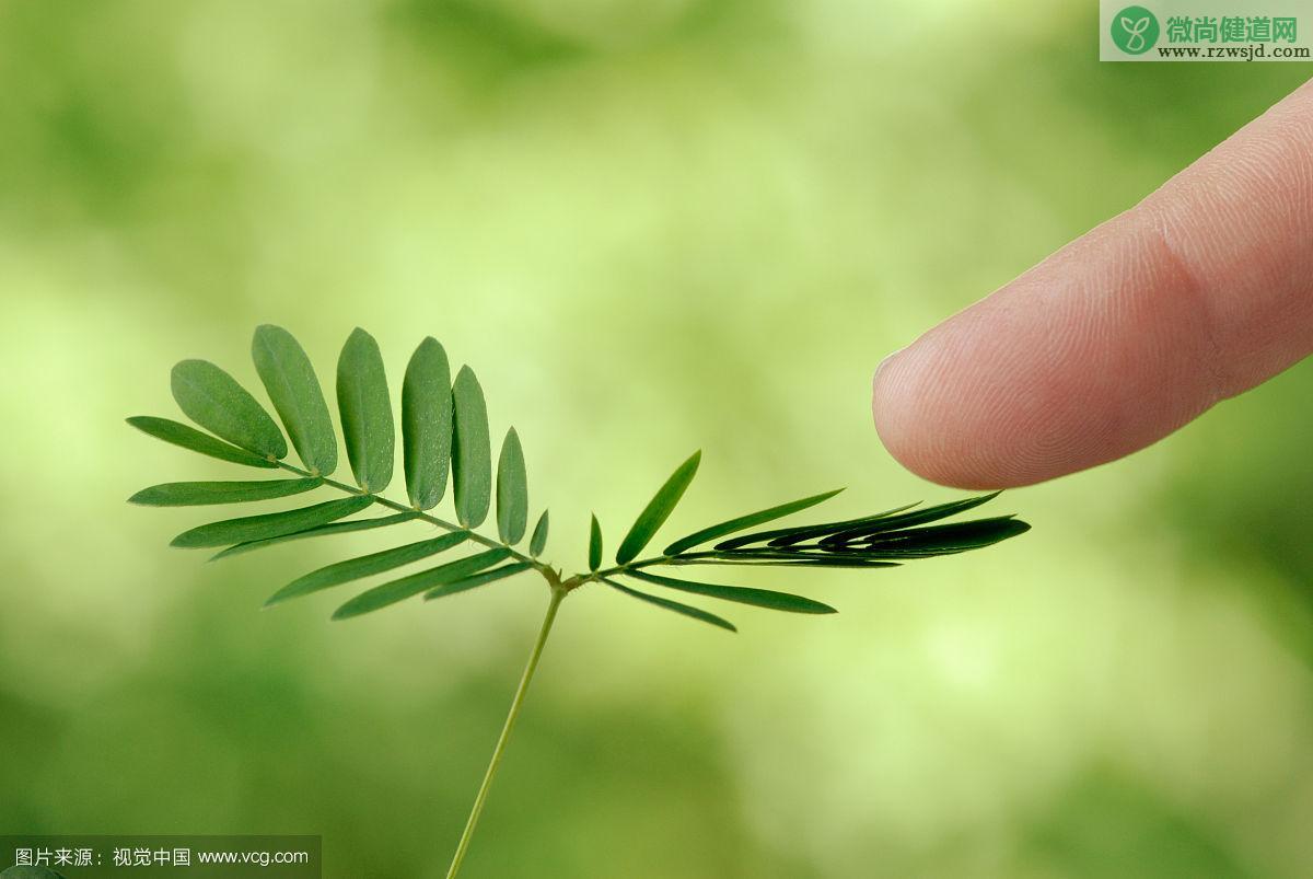 含羞草怎么留种子，含羞草自己留种的种植方法 绿植养护 第1张