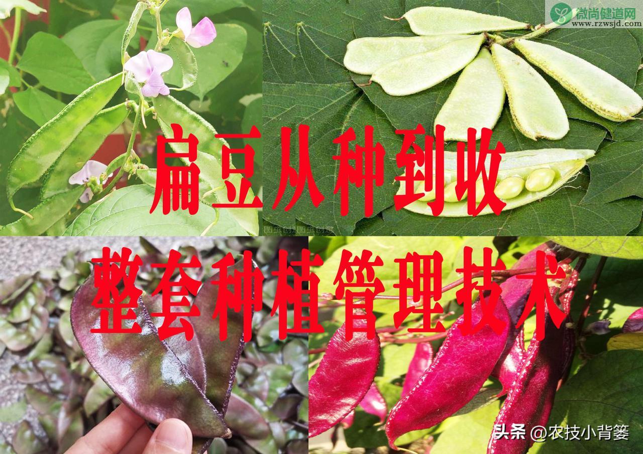 扁豆的种植时间和种植方法（扁豆栽培技术与管理大全） 绿植养护 第1张