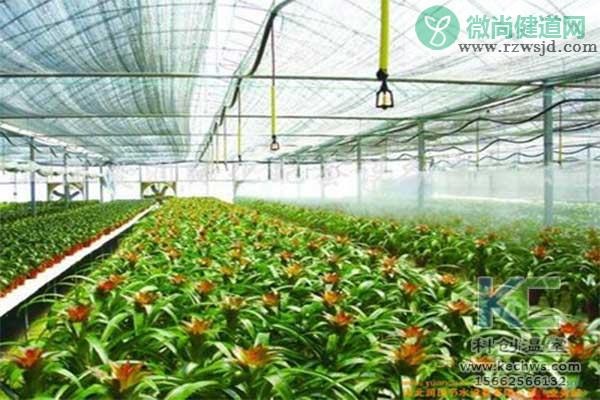 大棚蔬菜种植技术与管理 绿植养护 第2张