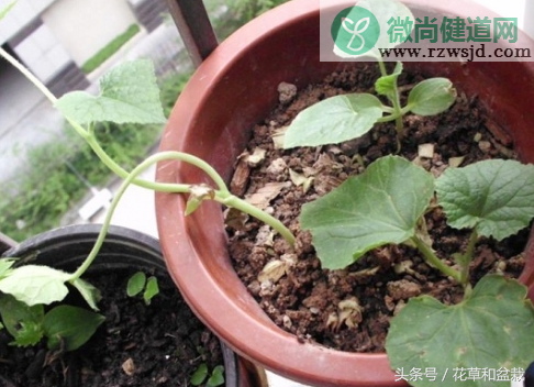 在家自己种西瓜的步骤（盆栽西瓜的种植方法和管理） 绿植养护 第2张
