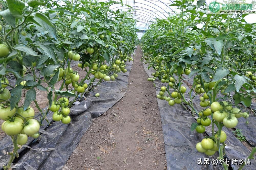 一年四季种植蔬菜时间表（春天的蔬菜有哪些） 绿植养护 第1张