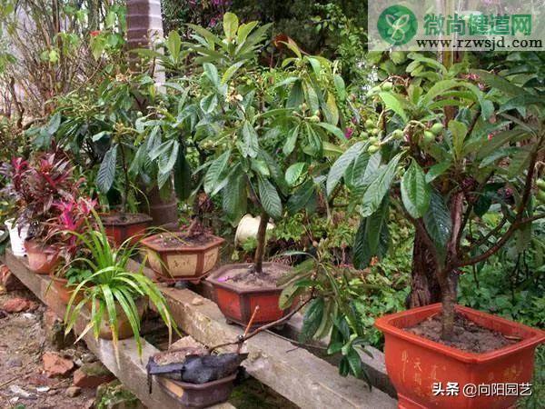 枇杷的核能种吗（枇杷核种子种植方法） 绿植养护 第9张