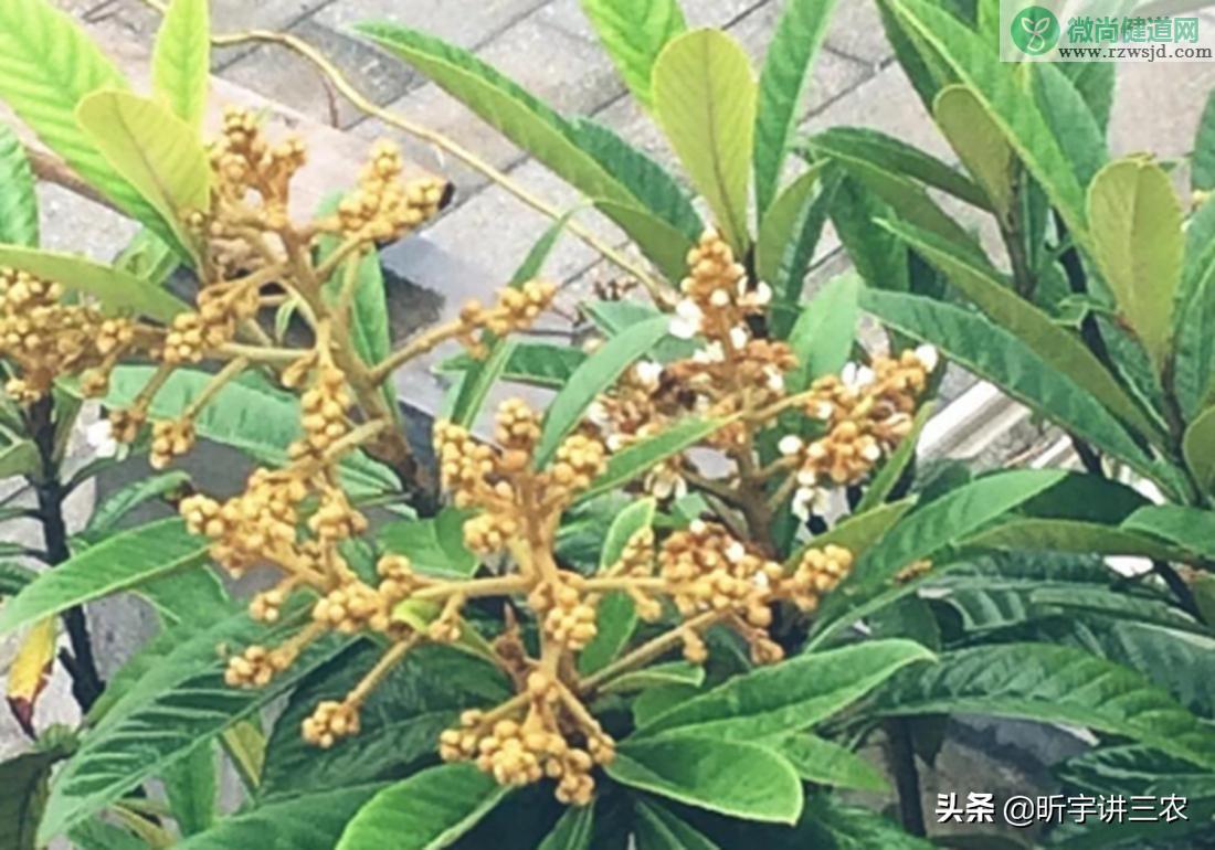 枇杷嫁接方法及时间 绿植养护 第2张