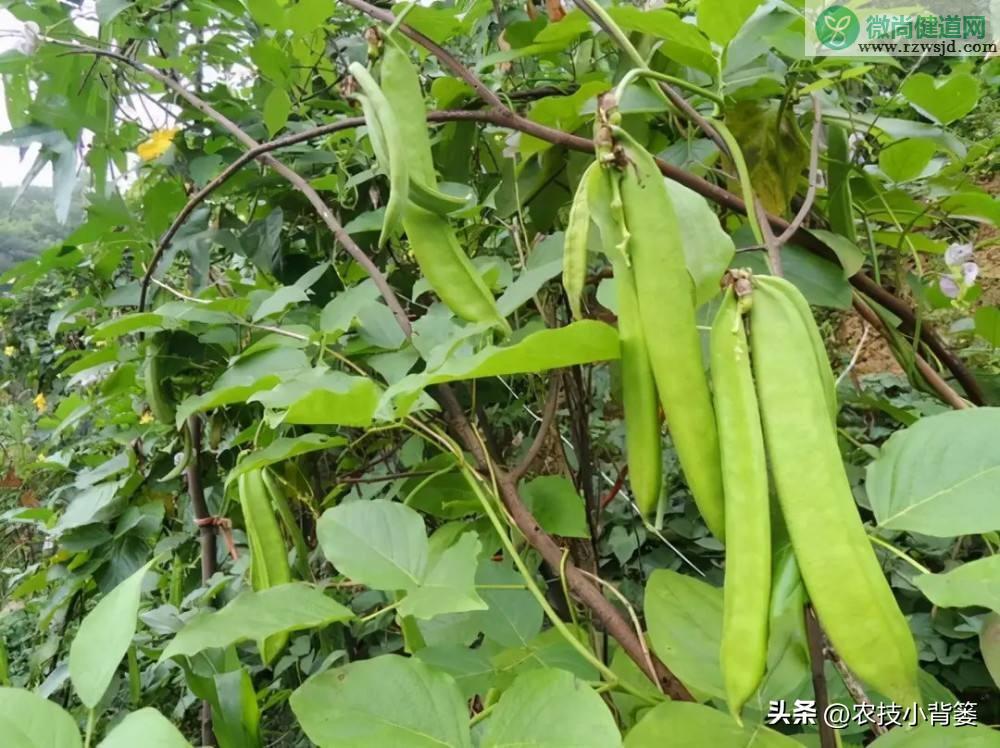 扁豆的种植时间和种植方法（扁豆栽培技术与管理大全） 绿植养护 第9张