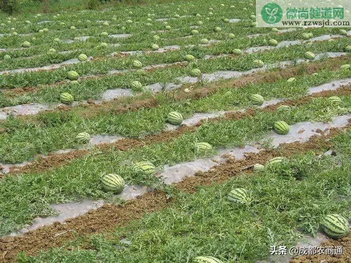 西瓜的种植方法和管理技术 绿植养护 第9张