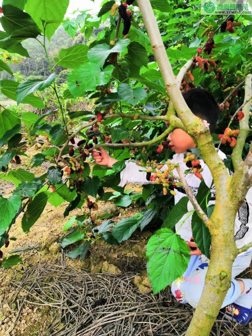 桑葚树苗怎样种植（桑葚树种植方法） 绿植养护 第5张