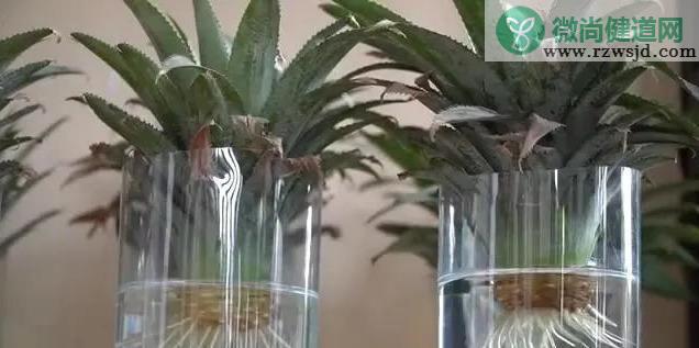 自己怎么种菠萝（家里种植菠萝的方法） 绿植养护 第6张