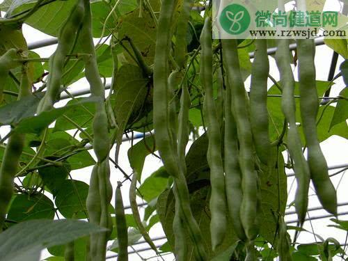 菜豆树的养殖方法（菜豆树种植注意事项） 绿植养护 第2张