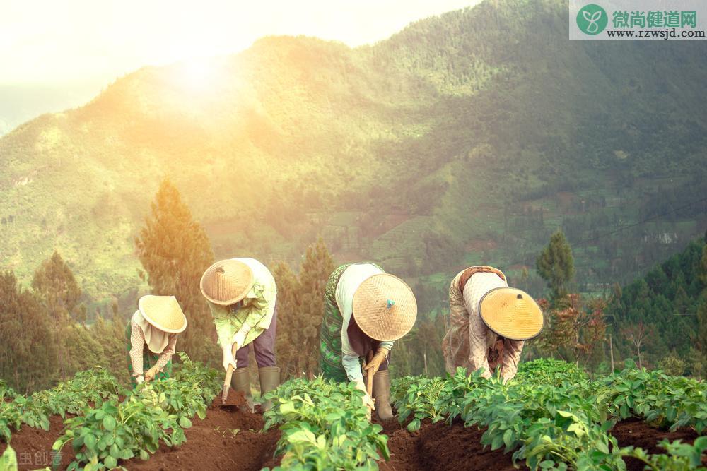 马铃薯种植时间和方法（条件及技术要点） 绿植养护 第2张