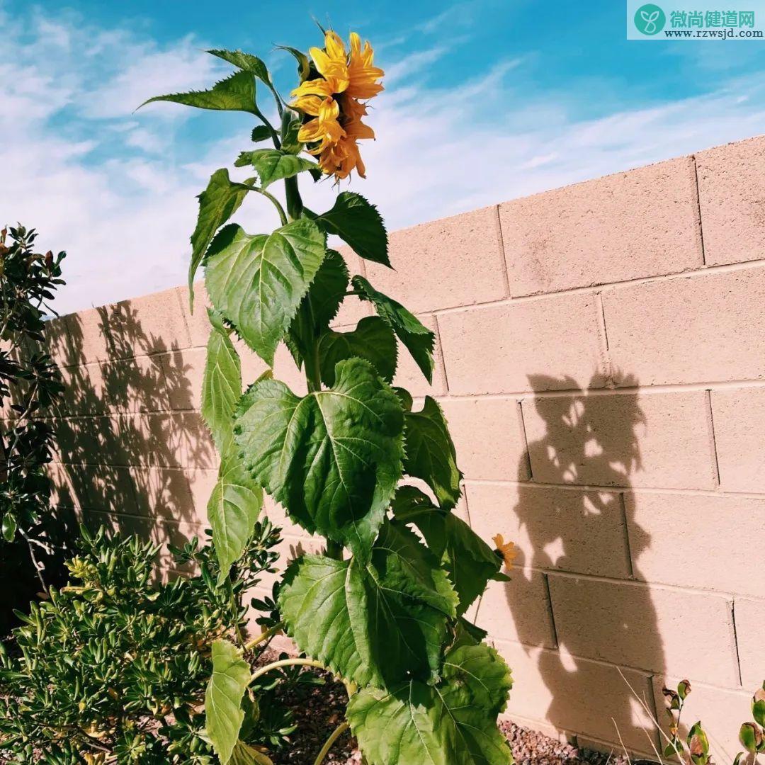 为什么向日葵总是向着太阳呢（向日葵总是面向太阳的原因） 植物百科 第6张