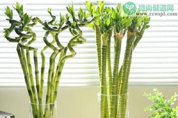 转运竹怎么养才能更旺盛（教你3招轻松养好转运竹） 绿植养护 第2张