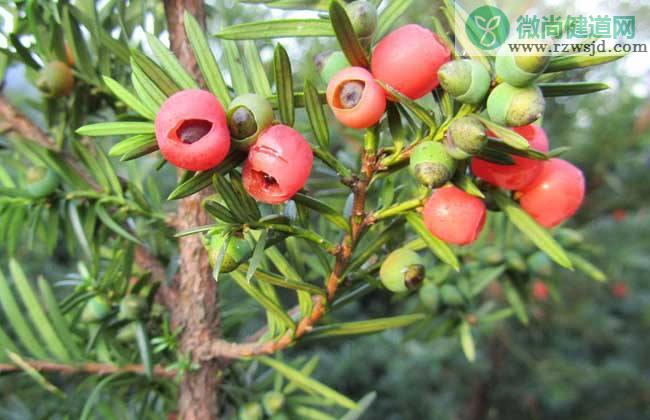 红豆杉是什么植物（红豆杉是药