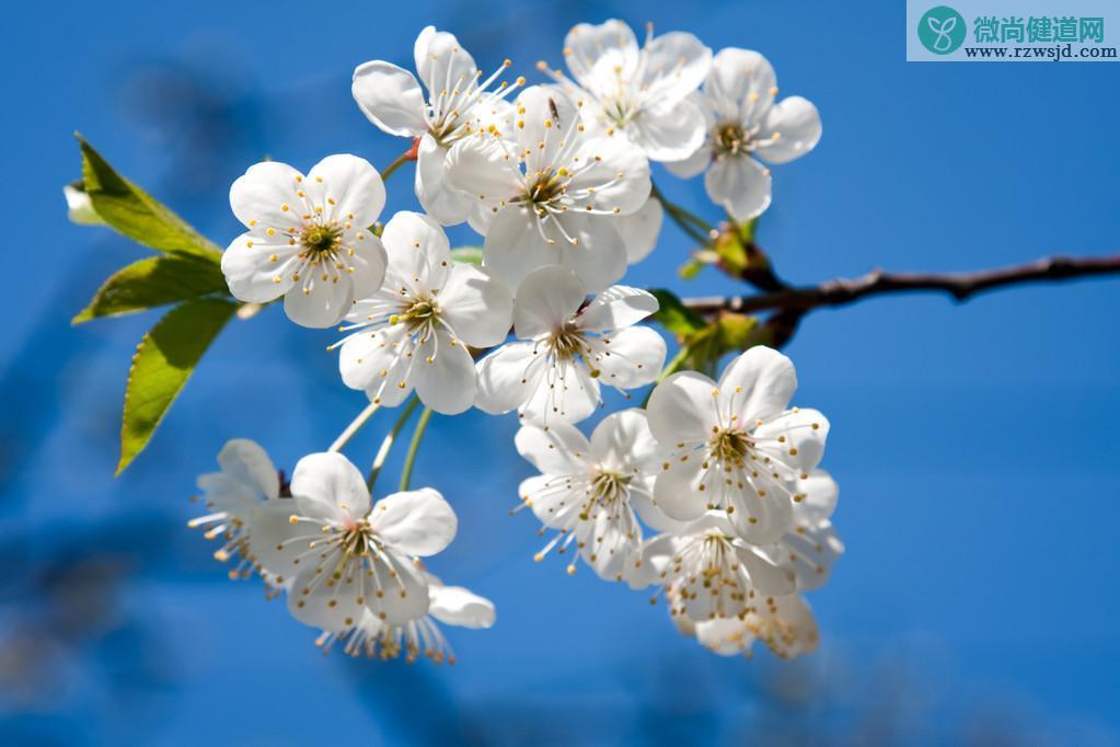 梅花什么时候开，梅花开到几月