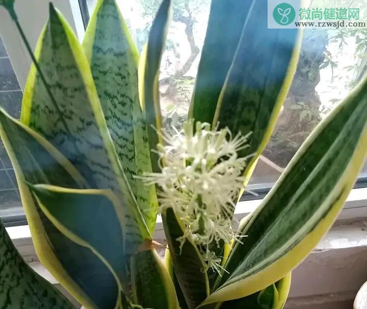 虎皮兰开花不是好兆头吗（虎皮兰开花有什么预兆） 绿植养护 第2张