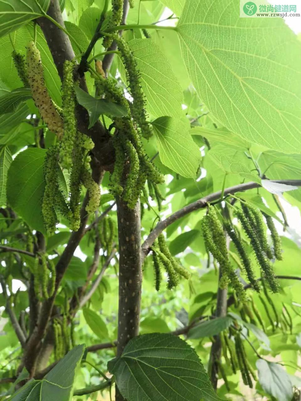 桑葚树苗怎样种植（桑葚树种植方法） 绿植养护 第2张