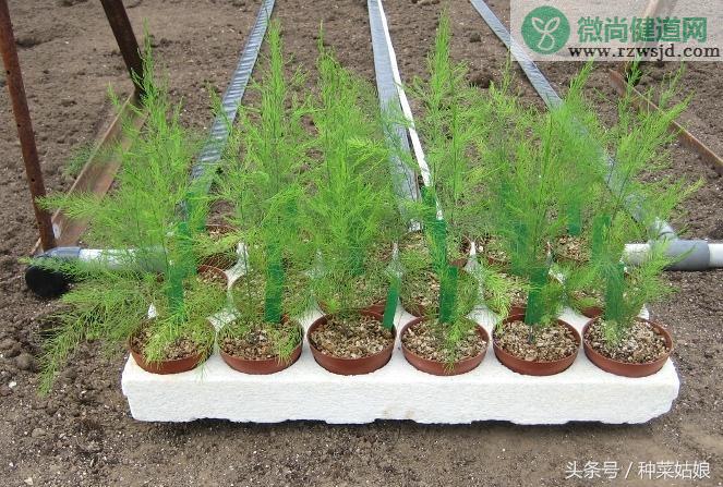 芦笋的种植与栽培技术（芦笋的育苗方法和时间） 绿植养护 第4张