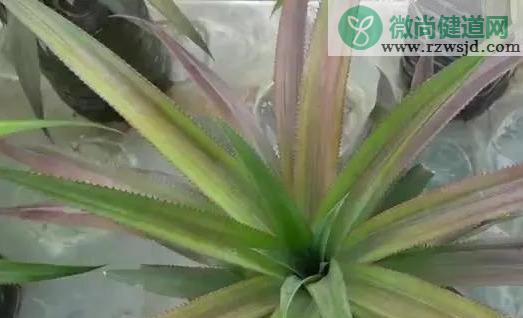 自己怎么种菠萝（家里种植菠萝的方法） 绿植养护 第13张