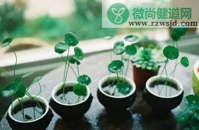 铜钱草种子怎么种（铜钱草种子种植方法） 绿植养护 第3张