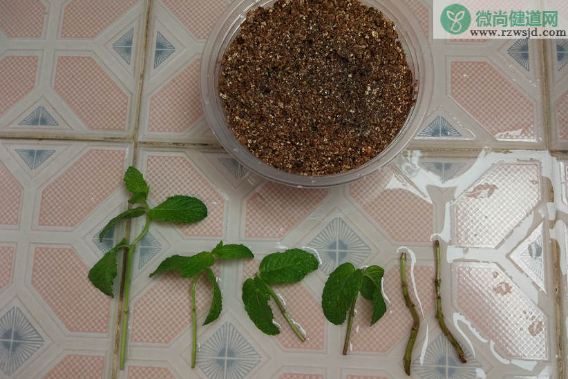 薄荷怎么繁殖（盆栽薄荷扦插繁殖方法和注意事项） 绿植养护 第1张